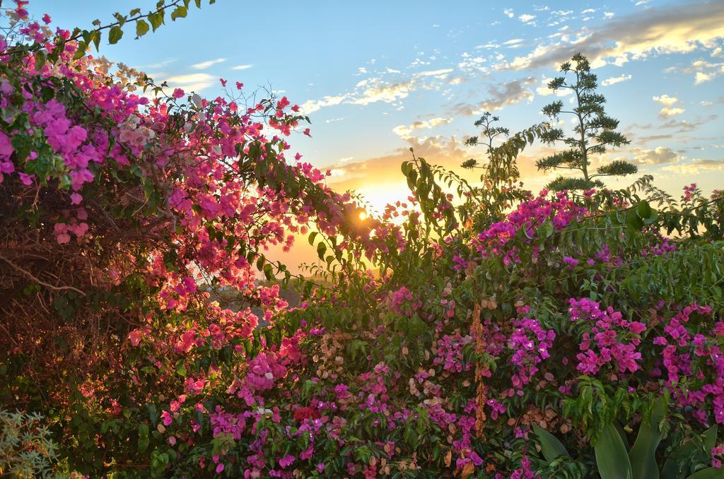 Finca La Tosca Guía de Isora Exteriér fotografie